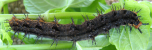 Hypolimnas alimena lamina - Final Larvae